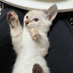 子猫6匹の里親を募集しています💦