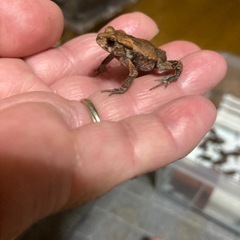 今年4月上陸 ニホンヒキガエル