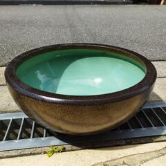 睡蓮鉢　メダカ鉢　13号　信楽焼の画像