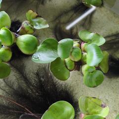 メダカの稚魚と卵の画像