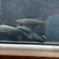 現物　若魚　黑天幻龍(黒天幻龍)メダカ　めだか　トリオ(オス１メス２)の画像