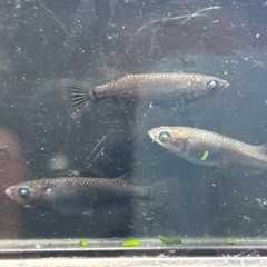 現物　若魚　黑天幻龍(黒天幻龍)メダカ　めだか　トリオ(オス１メス２)の画像