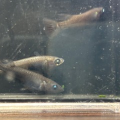 現物　若魚　黑天幻龍(黒天幻龍)メダカ　めだか　トリオ(オス１メス２)の画像