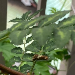たぶんアゲハの幼虫、育ててみませんか。の画像