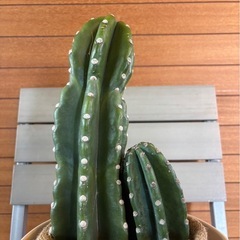柱サボテン①の画像