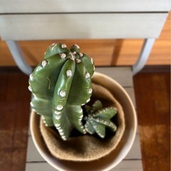 柱サボテン①の画像
