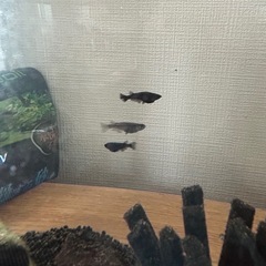 夏休みの自由研究に‼️オロチ メダカ 稚魚･卵