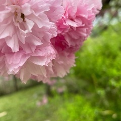 【散歩友達募集】航空公園を一緒にのんびり歩きませんか？