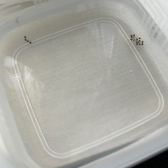 夏休みの自由研究に‼️ メダカ オロチの画像