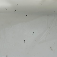 夏休みの自由研究に‼️ メダカ オロチの画像