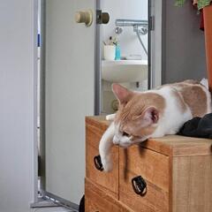 猫のビー君