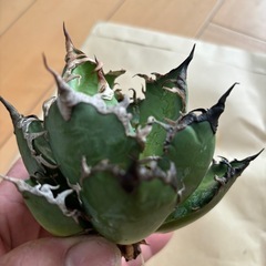 チタノタ　シーザー
の画像