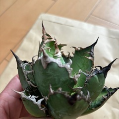 チタノタ　シーザー
の画像
