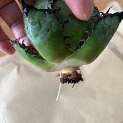 チタノタ　シーザー
の画像