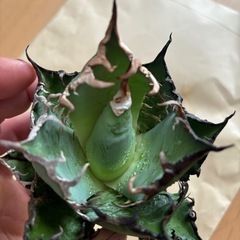 チタノタ　シーザー
の画像