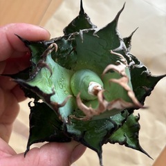 チタノタ　シーザー
