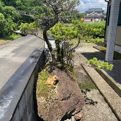 軽石の上に作った五葉松かもの画像
