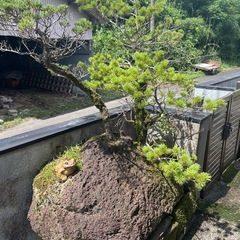 軽石の上に作った五葉松かも