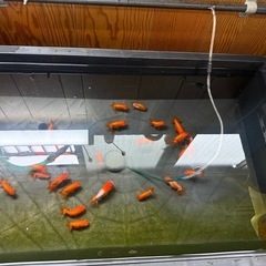 らんちゅう、メダカ、容器、大型エアーポンプ
の画像