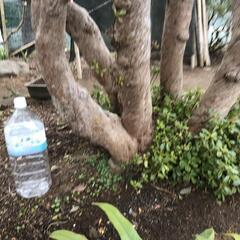 銘木です　キリシマツツジ（二段）の画像