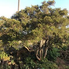 銘木です　キリシマツツジ（二段）の画像