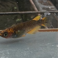 メダカ 心龍🐉 1ペア＋メス 極上