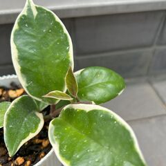 【観葉植物】ホヤカルノーサ　リップカラー　サクララン　の画像