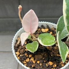 【観葉植物】ホヤカルノーサ　リップカラー　サクララン　の画像