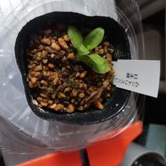食虫植物のムシトリスミレの育て方詳しい人､いろいろ教えてく…