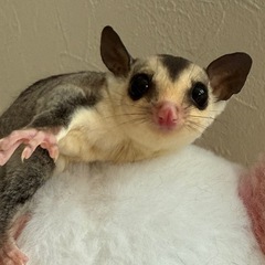 【販売】フクロモモンガ。