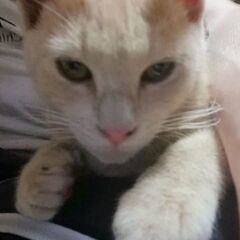 熊本🐈里親募集