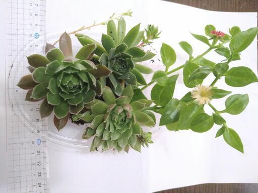 センペルビウム：ベリーボム 3号ポット の通販 | 園芸ネット