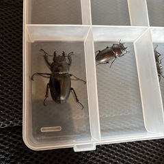 ミヤマクワガタ  メスの画像
