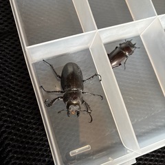 ミヤマクワガタ  メスの画像