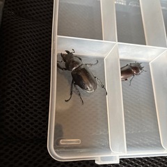 ミヤマクワガタ  メス