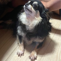 7歳チワワメス