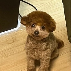 ティーカッププードル女の子