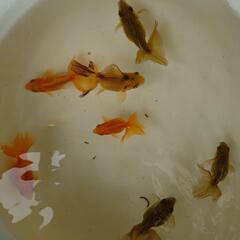金魚「土佐錦」2歳はね魚の画像