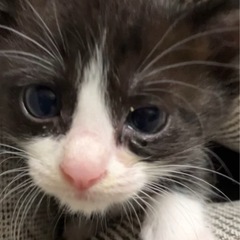 6ちゃん/7ちゃん❗️オス1.5ヶ月🩷７月１２日赤煉瓦譲渡会に参加