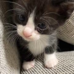 穏やかな兄弟ロクちゃん/ナナちゃん❗️オス３ヶ月🩷8月16…