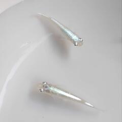 エメキン稚魚10匹の画像