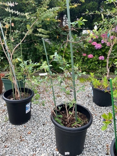 ブルーベリー苗 オニール＆マグノリア大苗2本セット ブルーベリー苗