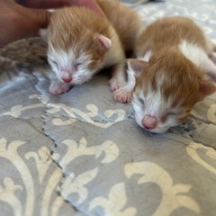 長毛(中毛) 6月2日生まれ、子猫里親募集！
