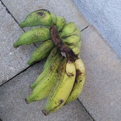 バナナ苗１株　ブラジル原産の画像