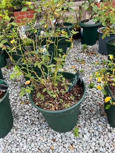 バラ　　大苗　3個