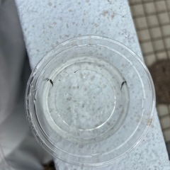 オロチメダカ稚魚10匹の画像