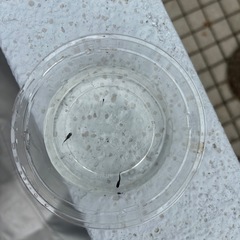オロチメダカ稚魚10匹の画像