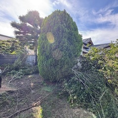 庭木、伐採、枝、無料にて引き取ってくれる方探して居ます
