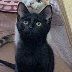 お耳が大きくてめちゃ可愛い黒猫4ヶ月⭐️里親様募集中です！