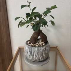 ガジュマル